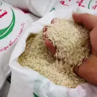 برنج هاشمی کشت ۲ امرالهی ممتاز