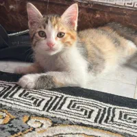 واگذاری بچه گربه|گربه|باغستان, |دیوار