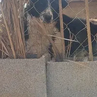 واگذاری جفت سگ لاس قهدریجونی|سگ|سروستان, |دیوار