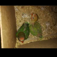 جوجه کوتوله اماده براسرلاکی