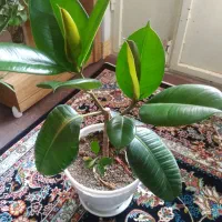 گل طبیعی|گل و گیاه طبیعی|خرمدره, |دیوار