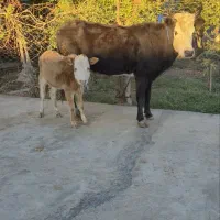 ۲راس گاو گوساله دار