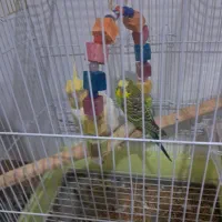 پرنده ...عروس هلندی وفندق
