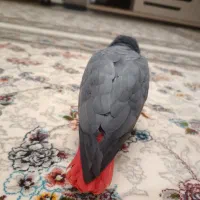 طوطی کاسکو دم قرمز نیمه رام