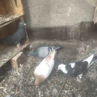 کفتر|پرنده|مشهد, کلاته برفی|دیوار