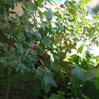 فروش نهال