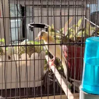 قناری نر|پرنده|مشکین‌دشت, |دیوار