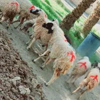 میش جوان مناسب|حیوانات مزرعه|جیرفت, |دیوار