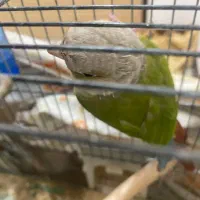 گرینچیک نر|پرنده|قم, پردیسان|دیوار