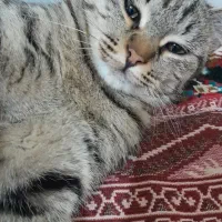 گربه|گربه|شیروان (خراسان), |دیوار