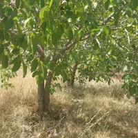 درخت کبوده وگردو|گل و گیاه طبیعی|شهرکرد, |دیوار