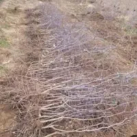 نهال عناب پایه جهت پیوند، درخت گلخانه نهالستان