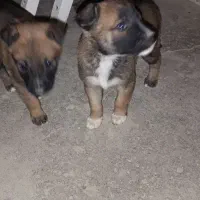 سگ مالینویز اصل|سگ|زاهدان, |دیوار