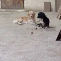 سگ خانگی|سگ|جاجرود, |دیوار