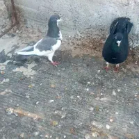 کبوتر خال|پرنده|کازرون, |دیوار