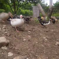 خونه باغ|اجارهٔ کوتاهمدت آپارتمان و سوئیت|قائمشهر, |دیوار