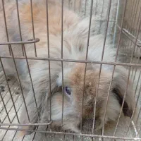 خرگوش لوپ8ماهه|موش و خرگوش|القجر, |دیوار