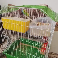 یک جفت مرغ عشق