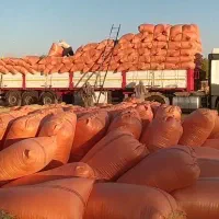 فروش کاه دیم کردستان