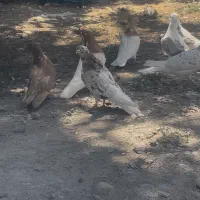 جفتی کله زرد رک رکو