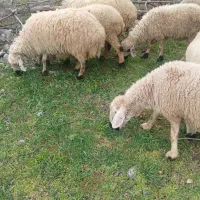 ۱۶تا‌کاور‌میش‌رابر