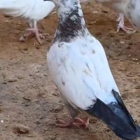 کبوتر پرشی|پرنده|معصومیه, |دیوار