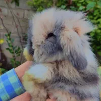 خرگوش لوپ موسوی مجموعه مجاز|موش و خرگوش|گتاب, |دیوار