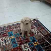 واگزاری میکس پودل و شیتزو رایگان