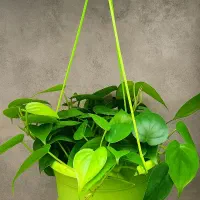 گلدان گل پتوس برگ قلبی باکیفیت اسکاندیس