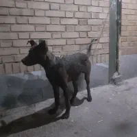 توله مارینیوز