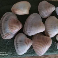 صدف دریایی