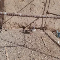 کبوتر کله هما|پرنده|عطاملک, |دیوار