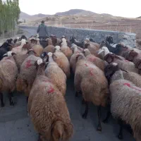 گوسفند آبستن و بره دار یا میش مالچه