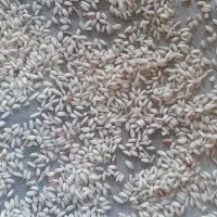 برنج قلوه|خوردنی و آشامیدنی|گوراب زرمیخ, |دیوار