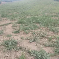 زمین اجاره دیم 4هکتار|فروش دفتر صنعتی، کشاورزی، تجاری|صادق آباد, |دیوار