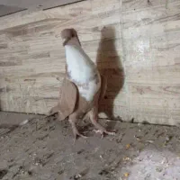 کفتر رسمی زرد گلی رسمی کلاهی 22جفت نرماده عروسک|پرنده|کرمان, |دیوار