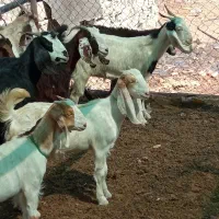 کلر دوقلو زا|حیوانات مزرعه|شیراز, آبیاری|دیوار