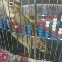 سهره مست مست|پرنده|تهران, شمیران‌نو|دیوار