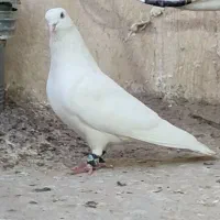 بهبونی‌هوایی‌دست‌اولی