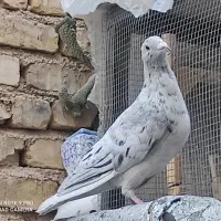 معاوضه|پرنده|شیراز, پودنک|دیوار