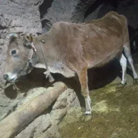 گاو 6ماه آبستن خانگی