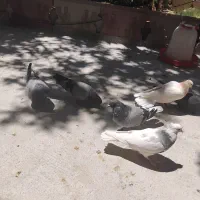 کفتر|پرنده|فارسان, |دیوار