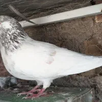 نر کاشونی پرش سنگین