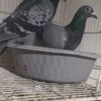 آلمانی جفتگاه