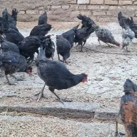 جوجه مرغ و خروس مشکی