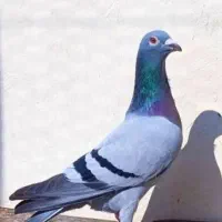 کبوتر باخ خورده سبز خطی فری