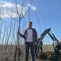 نهال صنوبر - کبوده درجه یک با شناسنامه رسمی