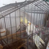 عروس هلندی نر  و ماده