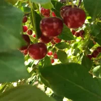 آلبالو درجه ۱