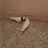 کبوتر‌طوقی‌با‌دوعدد‌جوجه|پرنده|بابا حیدر, |دیوار